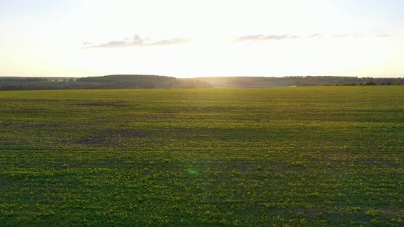 Flying Over An Agricultural Field With Green Corn Sprouts Against The Sunset