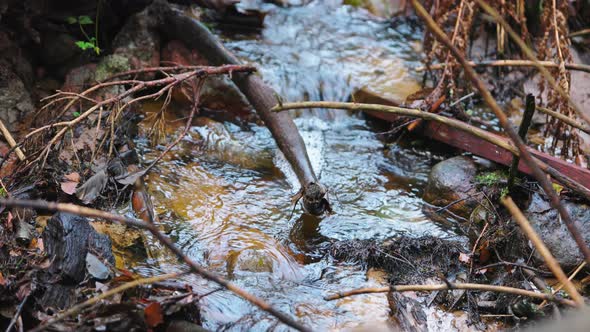 Water Fresh Stream in the Forest