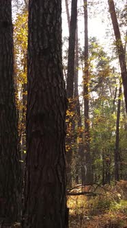 Vertical Video Autumn Forest By Day