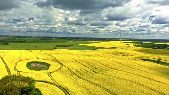 Blooming yellow rape fields. Agriculture in Poland.