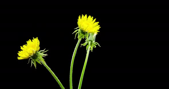 Time Lapse of Dandelion Opening Close Up View