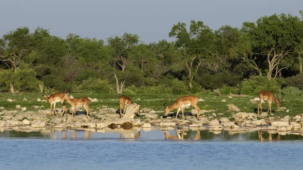 Impala Antelopes At A Waterhole - Etosha National Park