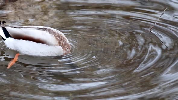 Emerald head male drake duck bird close-up water