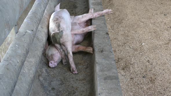 Baby pig walks over a sleeping baby pig in a dry water bassin