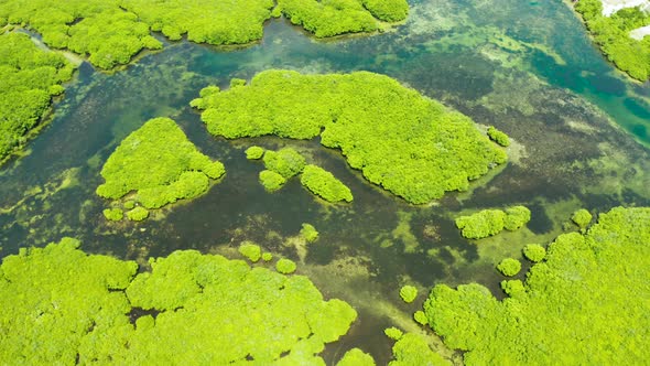 Aerial View of Mangrove Forest and River