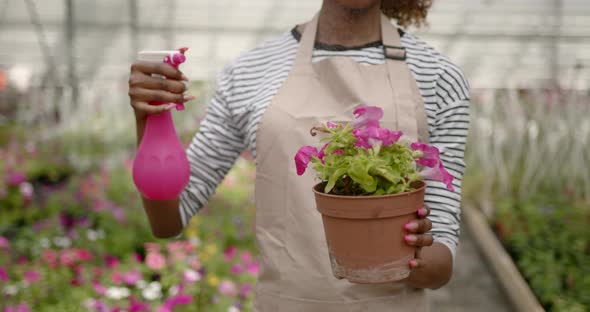 Adult Female Gardener Watering Potted Flowers Indoors