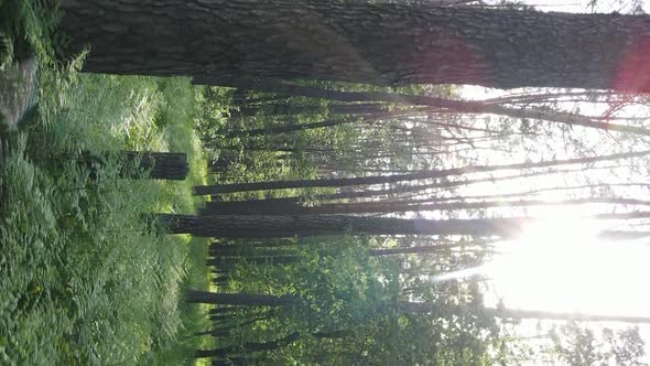 Vertical Video of a Beautiful Green Pine Forest on a Summer Day Slow Motion