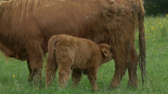 A calf feeding from a cow