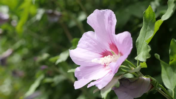 Common rose plant branch Sharon Malvaceae 4K 2160p 30fps UltraHD footage - Hidden in the shrub light