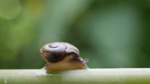 Life of snails in the nature