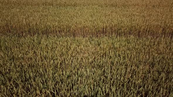 Barley Field and Sunny Day, Beautiful Nature Landscape. Rural Scenery Under Shining Sunlight