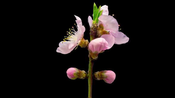 Peach Blossom Time Lapse Isolated 