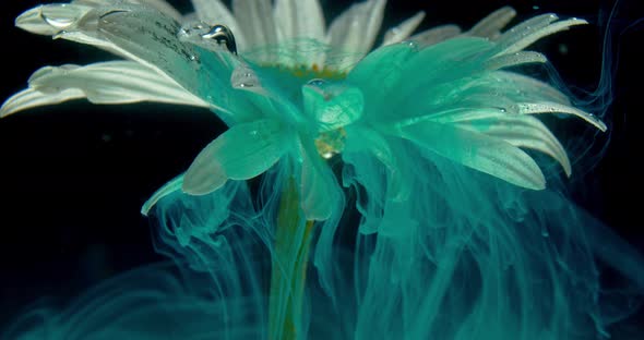 Light Blue Ink Is Flowing All Over a Flower Under Water