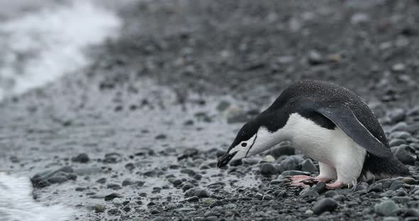SLO MO MS Chinstrap Penguin (Pygoscelis antarcticus) drinking water at Half Moon Island / Antarctica