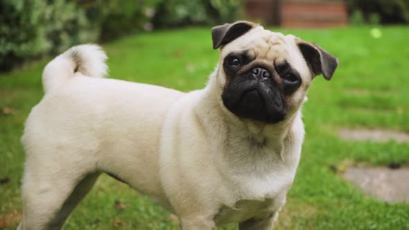 Adorable Pug dog reacting to sounds in the garden. Pet. Mid shot. 4K