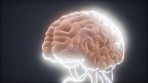 Animated Model of Human Brain alt