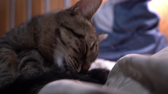 Gray Tabby Cat Closeup Portrait