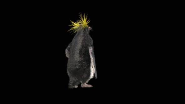 80 Penguin Dancing HD