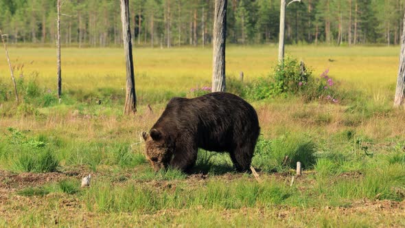 Brown Bear Ursus Arctos in Wild Nature