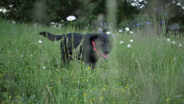 Slow Motion Dog Walking Through Grassy Field 4K