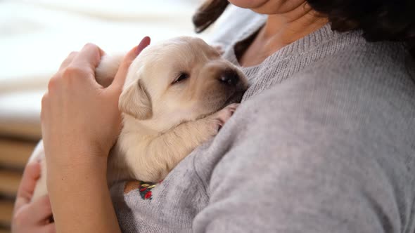 Closeup of Woman Cuddling Cute Labrador Puppy