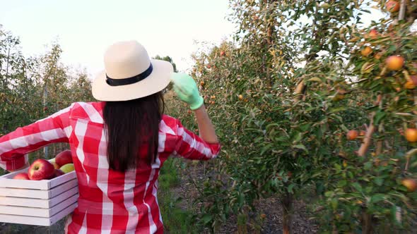 Female Farmer with Apple Harvest. Back View. Woman Carries a Box of Freshly Picked Apples. Backdrop