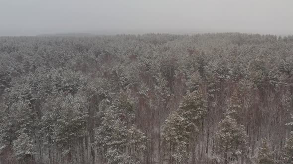 Coniferous Trees are Covered with Snow