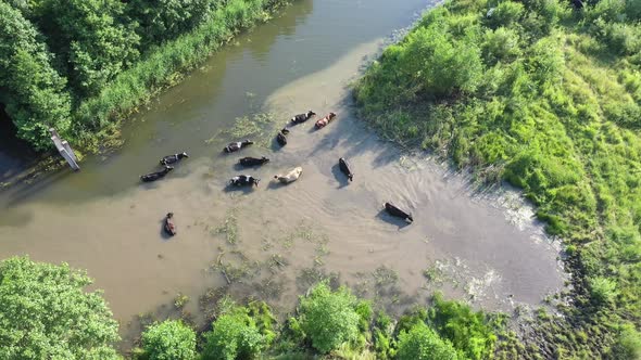 Cows Swim By the River, Russia