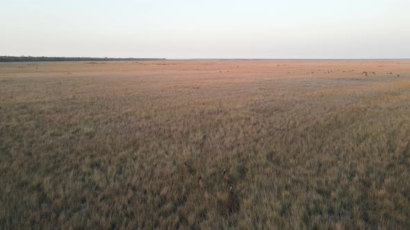 High view of a group of Emus slowing wandering through a field of tall dry grass in outback Australi