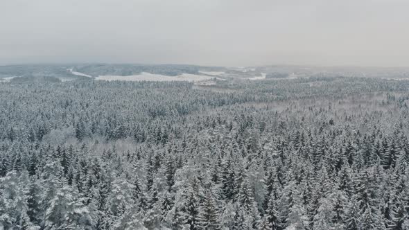 Aerial Top View Beautiful Winter Forest, Spruce and Pine Frosty Trees Covered with Snow