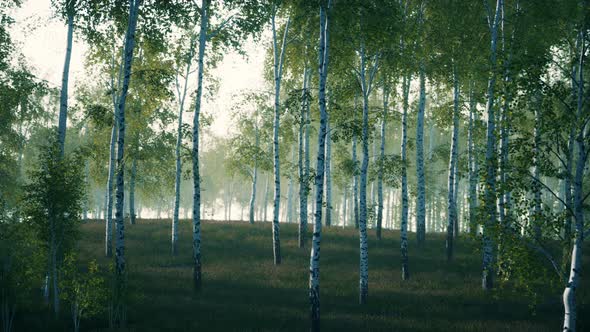 Summer July View of Birch Grove in Sunlight alt