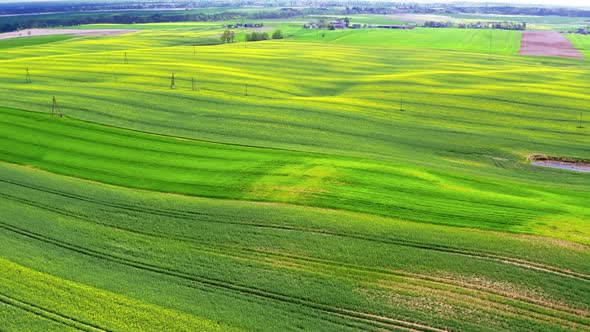 Yellow and green rape fields in Poland, aerial view, Poland