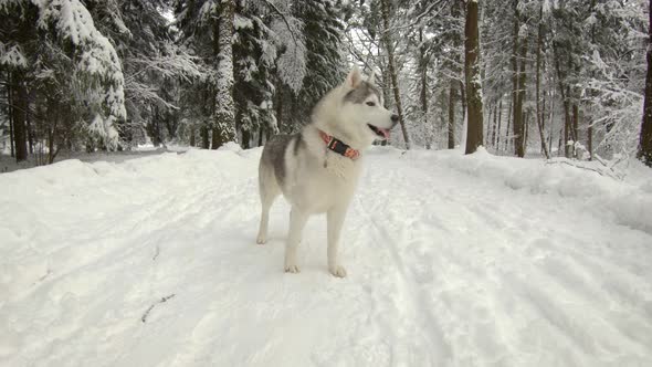 Husky dog in snow-covered forest