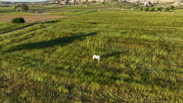 The Cappadocia region of Turkey is the most popular location in the world for hot air ballooning.