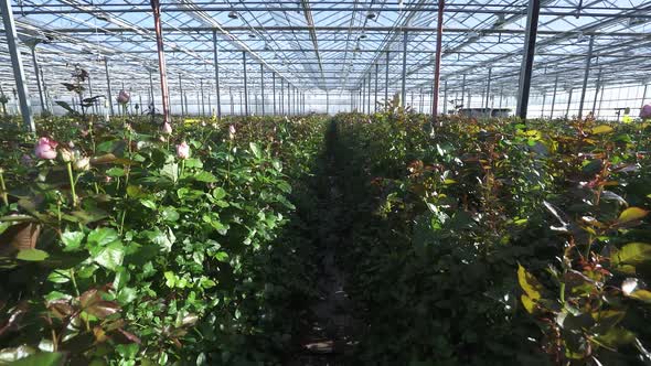 Nature View of Plants and Flowers of Roses Inside the Glass Greenhouse Wide Angle Indoors Camera