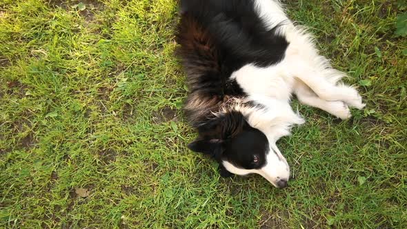 Outdoor Portrait of Cute Smiling Puppy Border Collie Lying Down on Grass Park Background