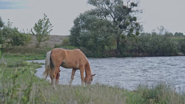 Brown Riding Horse Grazing