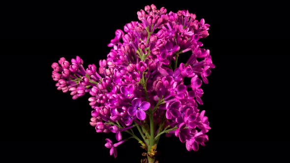 Beautiful Time Lapse of Opening Violet Flower of Lilac on a Black Background