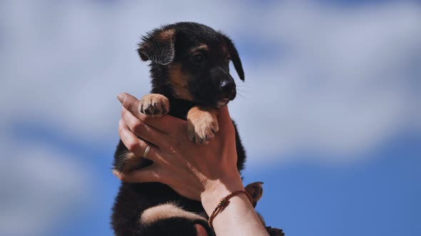 The Puppy is Raised in the Arms of the Girl Against the Background of the Blue Sky