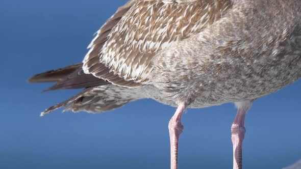 A gray seagull rests near the Pacific Ocean.