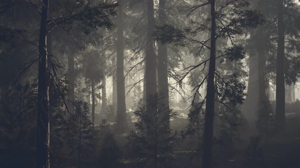 Black Tree Trunk in a Dark Pine Tree Forest alt