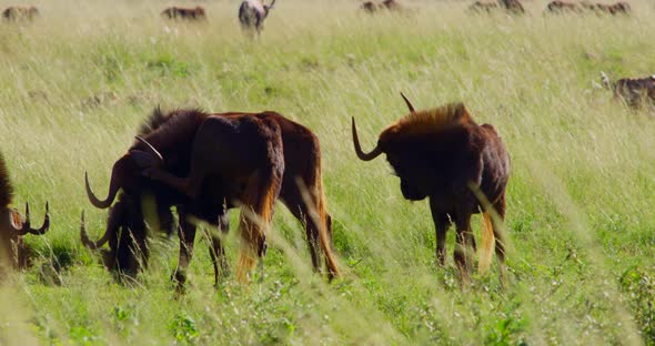 Wildebeests Grazing and Grass Swaying in the Wind