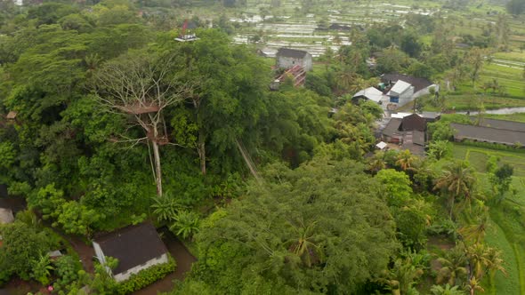 Aerial View of Watch Tower Observation Platform and Hanging Bridge in Tropical Trees