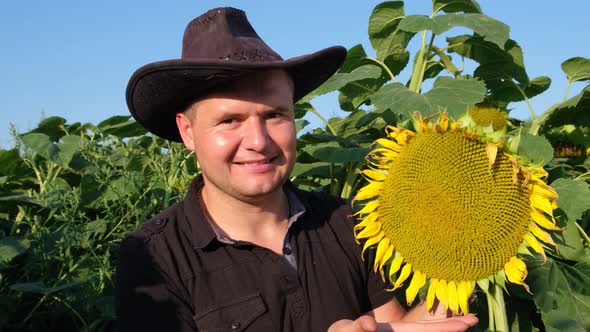 A Farmer Inspects Sunflowers Before the Harvest Season