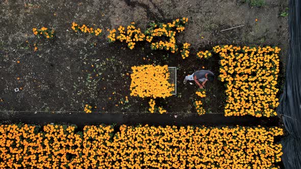 drone shot of Peasant collecting flowers in Xochimilco lake