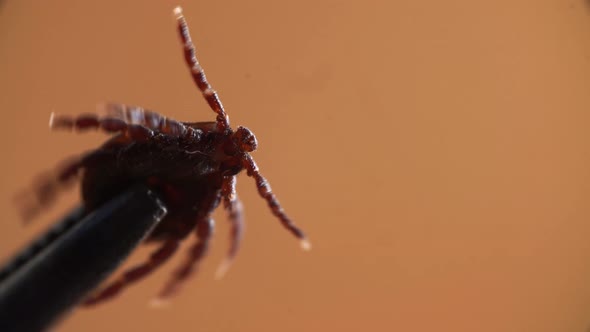 Active Ixodes Mite is Pulled and Hold By Special Silver Tool and Moving Fast Its Legs in Macro View