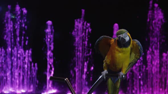 Macaw in the circus showing wings