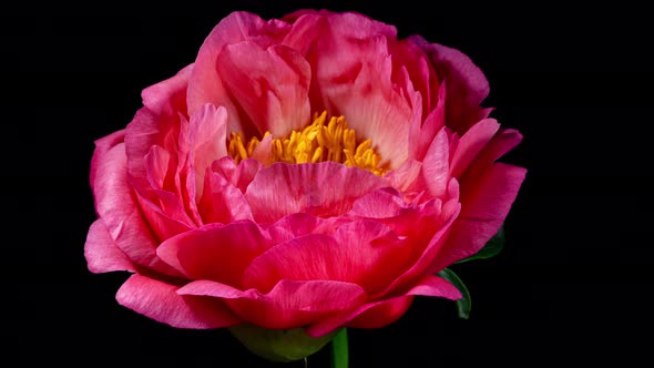 Coral Peony Opens Flower in Time Lapse on a Black Background. 
