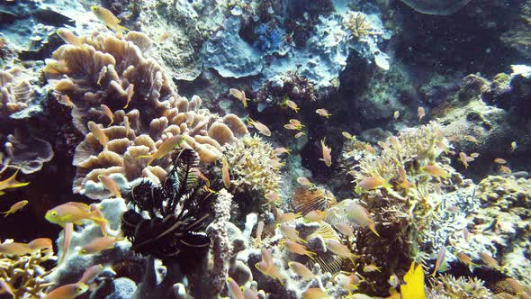 Coral Reef and Tropical Fish Underwater. Leyte, Philippines.