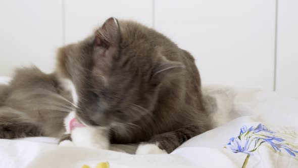 A Gray Fluffy Cat Licks Its Paws on the Bed